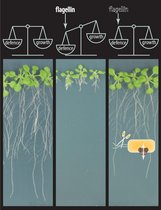 Ackerschmalwand (Arabidopsis thaliana) auf Nährmedium.