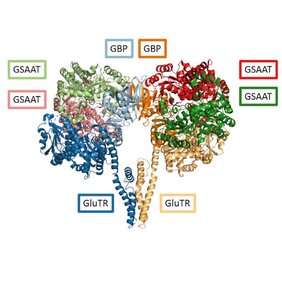 Pflanzen regulieren die Synthese von Chlorophyll durch eine Kontrolle der Enzyme