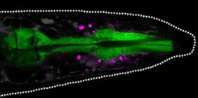 Proteinablagerungen (magentafarbene Punkte) häufen sich zwischen den Geweben am Kopfende des Wurms an.