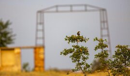 Nutzungsaufgabe verändert die Natur