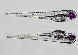 Mikroskopische Aufnahme von zwei drei Tage alten Zebrafischlarven. Mikroskopische Aufnahme von zwei drei Tage alten Zebrafischlarven.