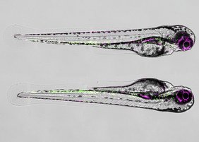 Mikroskopische Aufnahme von zwei drei Tage alten Zebrafischlarven.
