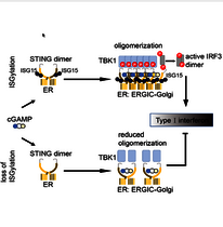 Regulationsmechanismus als Graphik: Lin et. al zeigen, dass STING nach Stimulation ISGyliert wird