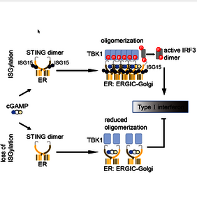 Regulationsmechanismus als Graphik: Lin et. al zeigen, dass STING nach Stimulation ISGyliert wird