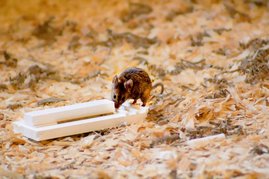   Eine Hausmaus bei dem gezielten Versuch, ein experimentell gestelltes Problem zu lösen. 