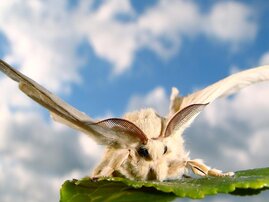 Weiblicher Seidenspinner (Bombyx mori) 