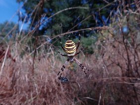 Eine weibliche Wespenspinne im Freiland. 