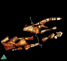 Virtuelle Rekonstruktion von Knochen von Dysalotosaurus 