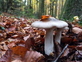 Die Trichterlinge (Clitocybe) sind Pilze, die eine Mykorrhiza bilden