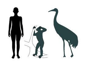 Vergleich der Silhouetten eines heutigen Menschen (Körpergröße 175 cm) mit Danuvius guggenmosi (das männliche Individuum ‚Udo‘) und dem Riesenkranich aus der Fossilfundstelle Hammerschmiede im Allgäu, Bayern. 