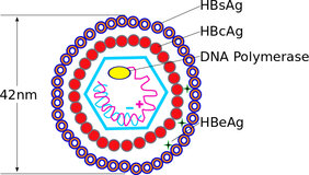 Struktur eines Hepatitis B-Virus 