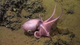 Der Tiefsee-Krake Muusoctopus ist die „Molluske des Jahres 2025“. 