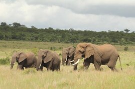 Halbzahme Elefanten aus einem südafrikanischen Reservat