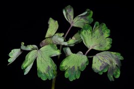 Von Peronospora aquilegiicola befallene Akelei-Pflanze. 