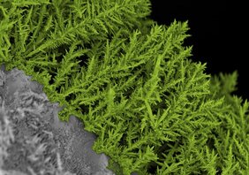 Künstlich hergestellte Mikrofarne wurden mit Zinkoxid, Zinksulfid und Nickel beschichtet. Elektronenmikroskopische Aufnahme, nachkoloriert.  Empa