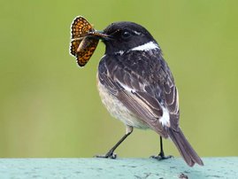   Ein Schwarzkehlchen (Saxicola rubicola) hat einen orange-schwarz gemusterten Wegerich-Scheckenfalter (Melitaea cinxia)gefangen.