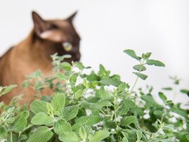 Die Katzenminze gibt den Duftstoff Nepetalacton ab, der bei bei geschlechtsreifen Katzen eine Art Rausch auslöst: Riechen die Katzen an den Pflanzen, werden sie regelrecht „high“