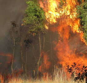 Waldbrand Amazonas Grasland