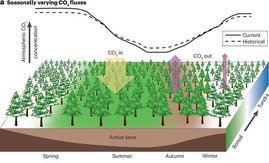 Grafik: Saisonale Schwankungen der CO2-Flüsse in den nördlichen hohen Breiten 