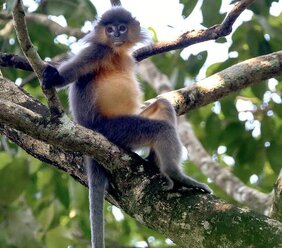 Ein junger Hybridlangur im Rema-Kalenga Wildlife Sanctuary, Bangladesch. 