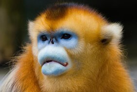 Das Männchen der Goldstumpfnasenaffen hat eine Lippenwarze und ein bläuliches Gesicht. 
