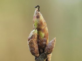 Eine Raupe wartet auf den Blattaustrieb.
