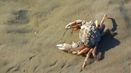 Krabbe am Strand