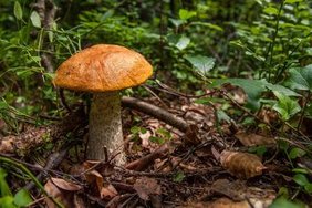 ein Pilz im Wald