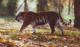Raubtiere wie der Tiger (Panthera tigris) könnten aufgrund des Genverlustes Probleme mit Umweltgiften bekommen
