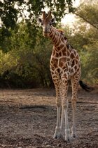 Die Kordofan-Giraffe ist eine von sieben Unterarten innerhalb der Giraffen.