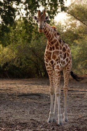Die Kordofan-Giraffe ist eine von sieben Unterarten innerhalb der Giraffen.