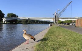Nilgans am Ufer eines Flusses