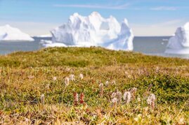 Strauchtundra auf Grönland