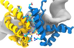 Modell vom Super-Sox (blau)/Oct4 (gelb) Dimer an einem regulatorischen Bereich des Oct4-Gens in der DNA (grau) 