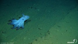 Die Ausfahrt findet im Rahmen des Projekts MiningImpact statt, das seit 2015 die Umweltauswirkungen eines möglichen Tiefseebergbaus erforscht. Oktopus in der Tiefsee