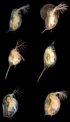 Die drei untersuchten Daphnien-Arten Wasserflöhe