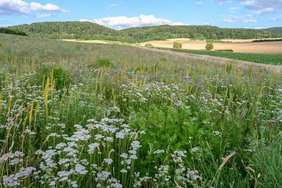 Landschaft im Landkreis Northeim Landschaft im Landkreis Northeim