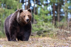 Eurasische Braunbär (Ursus arctos arctos)