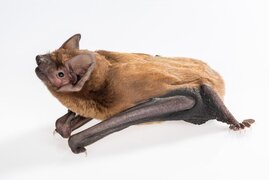 Großer Abendsegler (Nyctalus noctula) 