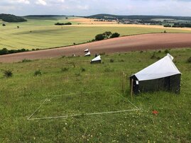 Insektenvielfalt Artensterben