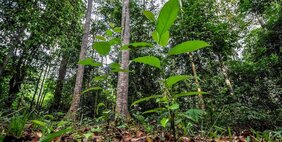 Einst fast dem Erdboden gleichgemacht, jetzt wieder reicher Regenwald: Seit fast 25 Jahren begleiten Forscher die Entwicklung eines wiederhergestellten Waldgebietes bei Sabah in Borneo. 