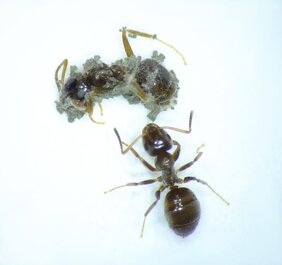 Pilzauswuchs in Ameisen