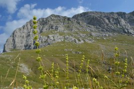 Gebirge mit Wiesen