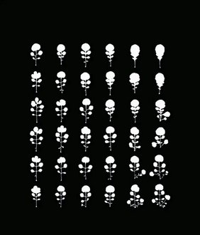 Variation in der Blattform von Cardamine hirsuta Variation in der Blattform von Cardamine hirsuta