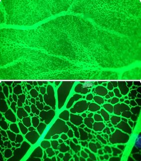Fluoreszenzmikroskopie von Hühnerblutgefäßen