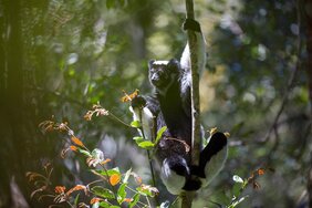 Die untersuchten Lemuren in Madagaskar  