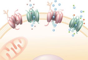 Schematische Darstellung der SLC-Membrantransporter Schematische Darstellung der SLC-Membrantransporter