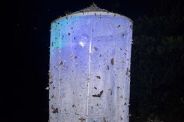 Nachtfalter, die von UV-Licht angelockt wurden und sich niedergelassen haben. Nachtfalter Falle mit Licht
