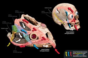 Grafische Darstellung eines Saurier- und eines Maneschne-Schädels mit Pfeilen, die die Kräfte anzeigen, die beim Fresse wirken