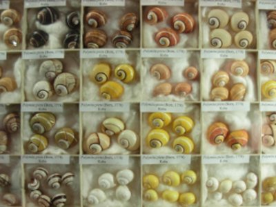 verschiedene Schnecken